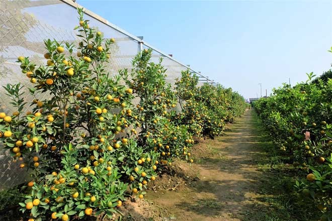 Quất Tứ Liên và Quảng An “rục rịch” vào Tết - ảnh 4