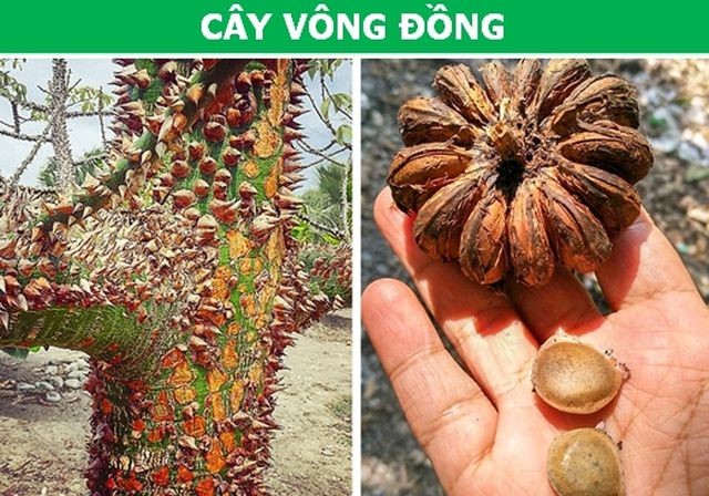 Sửng sốt với những loài thực vật sở hữu 'siêu năng lực' - ảnh 1