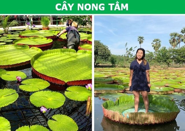Sửng sốt với những loài thực vật sở hữu 'siêu năng lực' - ảnh 3