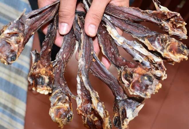 Ly kỳ chuyện săn loài cá chạy trên cạn, leo cây nhoay nhoáy - ảnh 14