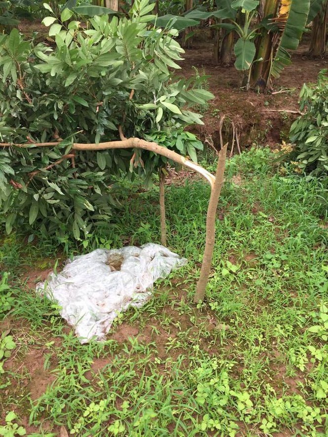Vườn nhãn gần 100 gốc của lão nông bị kẻ gian chặt phá, nghi do mâu thuẫn - ảnh 2