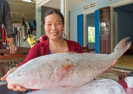 Cá sủ vàng tiền tỷ của ngư dân rao bán mỗi ngày thêm đậm màu đồng - ảnh 1