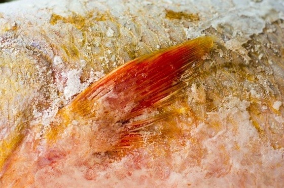 Cá sủ vàng tiền tỷ của ngư dân rao bán mỗi ngày thêm đậm màu đồng - ảnh 2