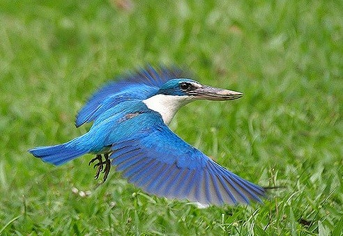 Khám phá loài chim sả cổ trắng mắt tinh lạ, thường thấy ven biển VN - ảnh 1