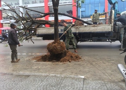 Dự án trăm tỷ trồng cây giữa đường: Lý giải sự lạ - ảnh 1