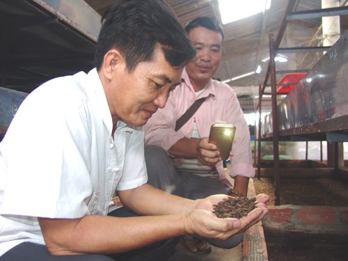 Thầy giáo bỏ nghề về quê...nuôi ruồi lấy trứng, bán 30 triệu/ký - ảnh 1