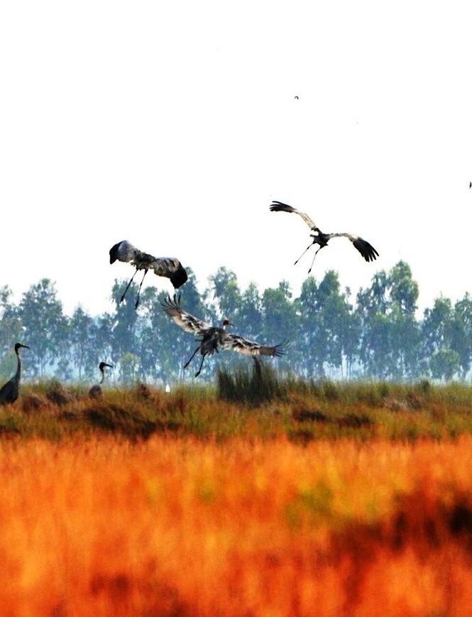 Sếu đầu đỏ bay về đồng cỏ bàng Phú Mỹ, Kiên Giang - ảnh 1