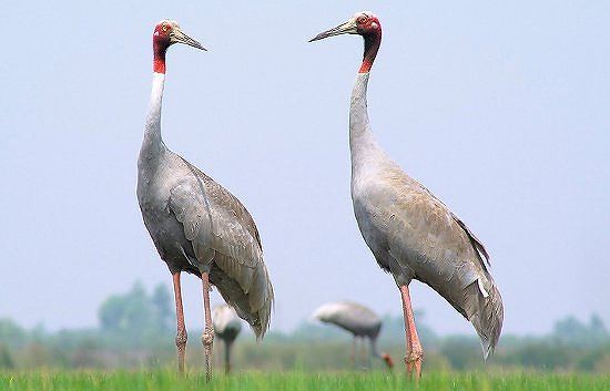 Sếu đầu đỏ bay về đồng cỏ bàng Phú Mỹ, Kiên Giang - ảnh 2