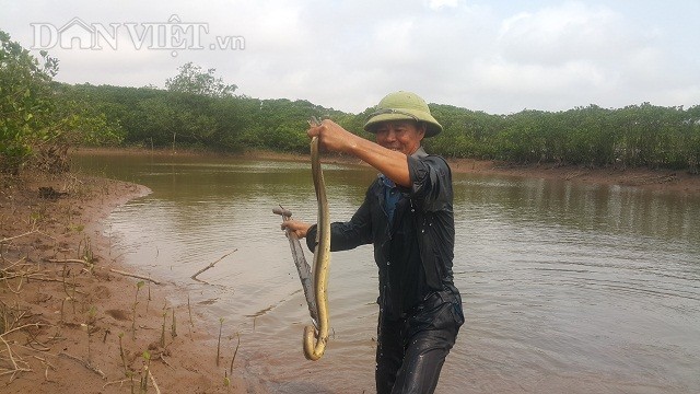 Săn 'thủy quái' dài ngoẵng đầy răng nhọn, kiếm nửa triệu/ngày - ảnh 2