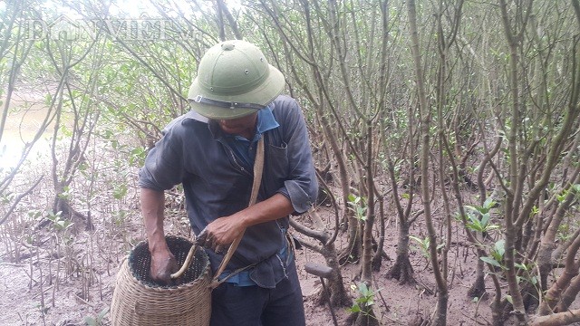 Săn 'thủy quái' dài ngoẵng đầy răng nhọn, kiếm nửa triệu/ngày - ảnh 3