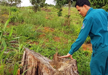 Lâm Đồng: Hàng ngàn cây thông ở rừng phòng hộ bị đầu độc - ảnh 1