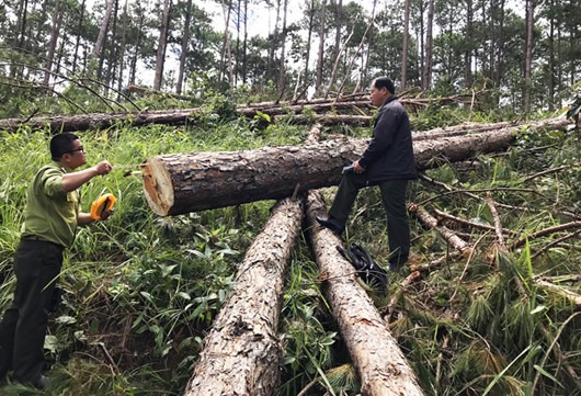 Nhà trái phép 'mọc' trên những rừng thông cổ thụ vừa bị cưa hạ - ảnh 1