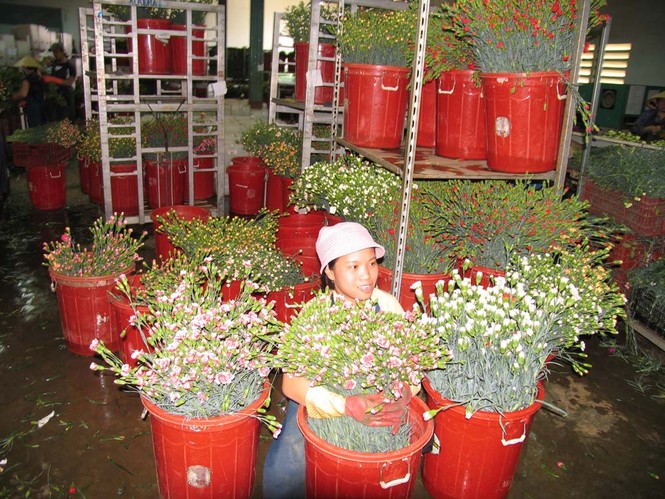 Hoa hồng Đà Lạt tăng giá mạnh sát dịp 20/10 - ảnh 2