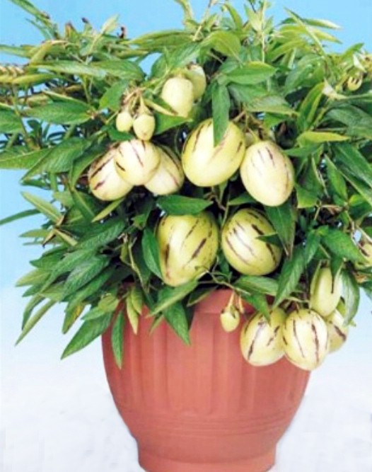 Người dân Đà Lạt đổ xô đặt mua hoa, quả độc lạ chơi Tết - ảnh 1