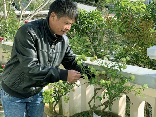 'Rộ mốt' chưng Tết hoa hồng xanh Đà Lạt giá bạc triệu - ảnh 2