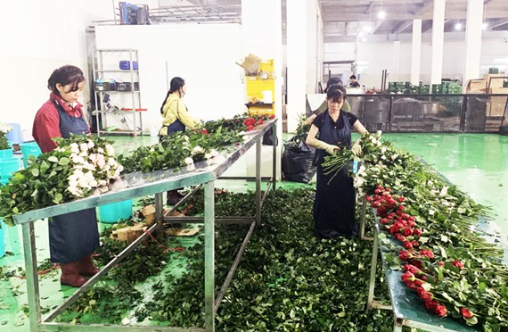 Đặc cách cho xe tải chở hoa vào một số tuyến đường cấm ở TP.HCM - ảnh 2