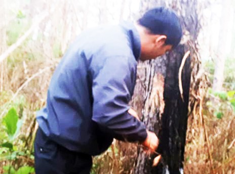 Khẩn trương điều tra vụ đầu độc rừng quy mô lớn - ảnh 1