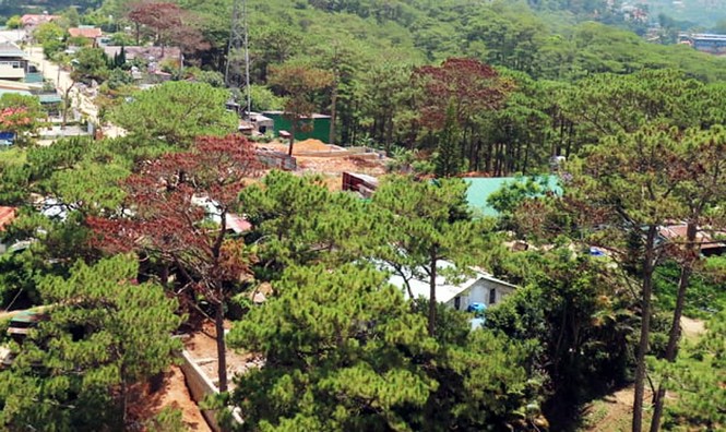 Giải tỏa hàng loạt công trình xây dựng trái phép trong rừng thông Đà Lạt - ảnh 1