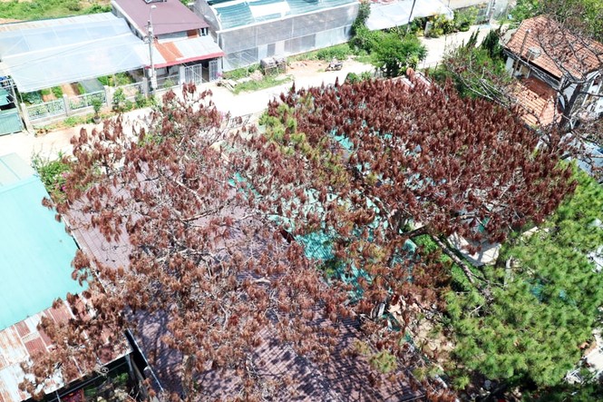 Giải tỏa hàng loạt công trình xây dựng trái phép trong rừng thông Đà Lạt - ảnh 2