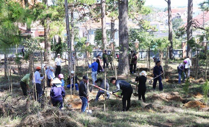 Đà Lạt trồng 6.000 cây thông và mai anh đào trong ngày sinh nhật Bác - ảnh 2