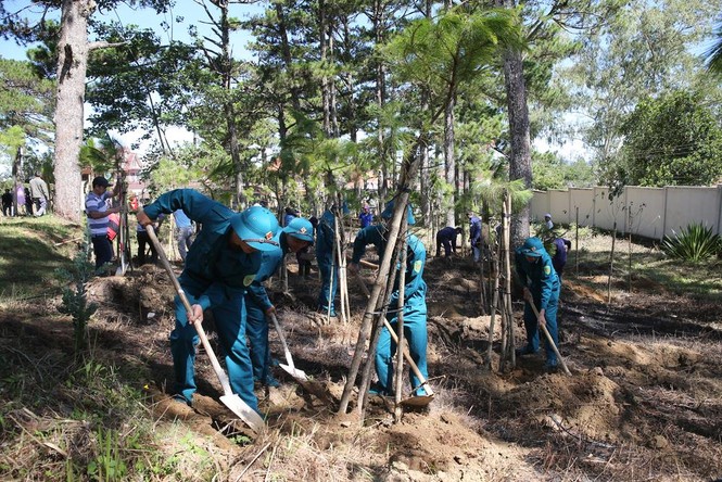 Đà Lạt trồng 6.000 cây thông và mai anh đào trong ngày sinh nhật Bác - ảnh 3
