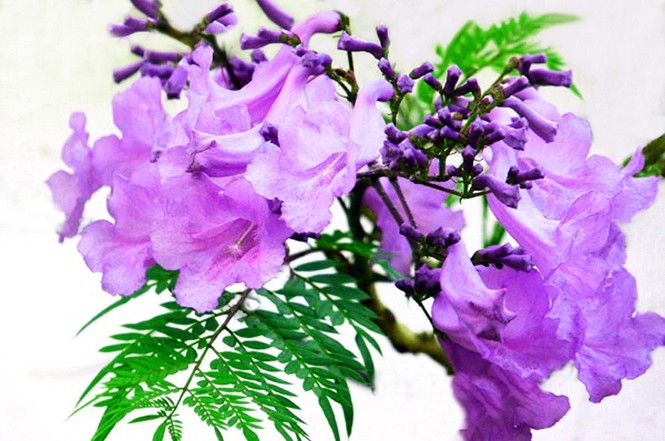 Nơi duy nhất ở Việt Nam chào hè với 5 sắc hoa phượng - ảnh 5