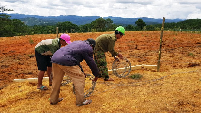 Đà Lạt xử lý nhiều trường hợp biến đất rừng phòng hộ thành trang trại - ảnh 1