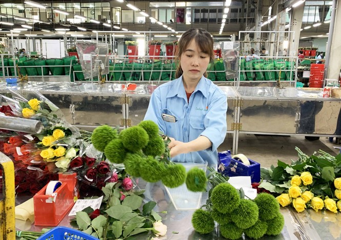 Lào, Campuchia học hỏi mô hình doanh nghiệp 'bắt tay' với hàng trăm hộ dân - ảnh 3