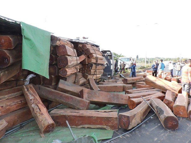 Xe container chở đầy gỗ đè bẹp xe bán tải trên đường - ảnh 2