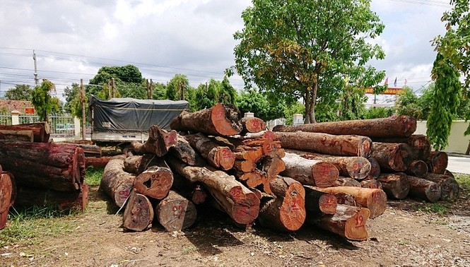 Tình tiết mới liên quan vụ án trùm gỗ lậu Phượng râu bị bắt - ảnh 1