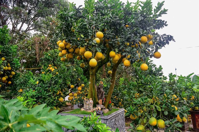 Bưởi bonsai cỡ nhỏ