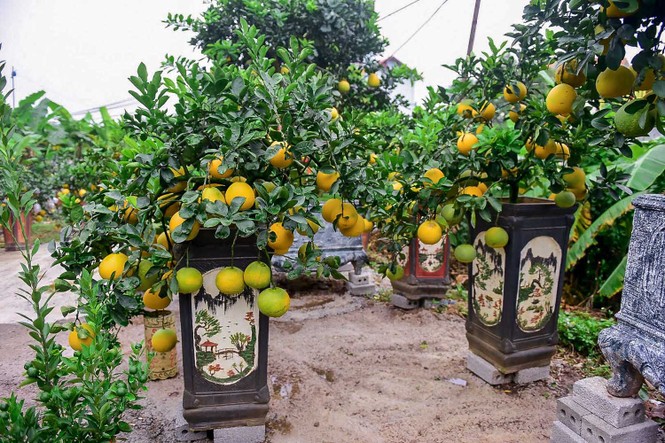 Bưởi bonsai cỡ nhỏ