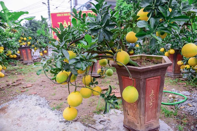 Bưởi bonsai cỡ nhỏ