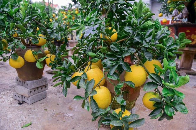 Bưởi bonsai cỡ nhỏ