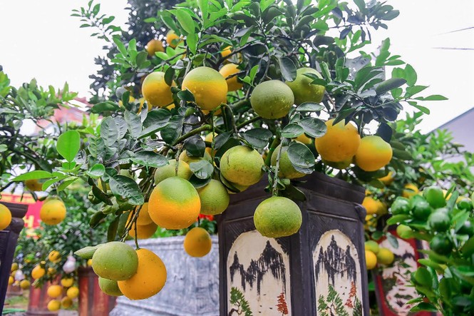 Bưởi bonsai cỡ nhỏ