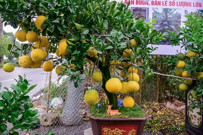 Bưởi bonsai cỡ nhỏ