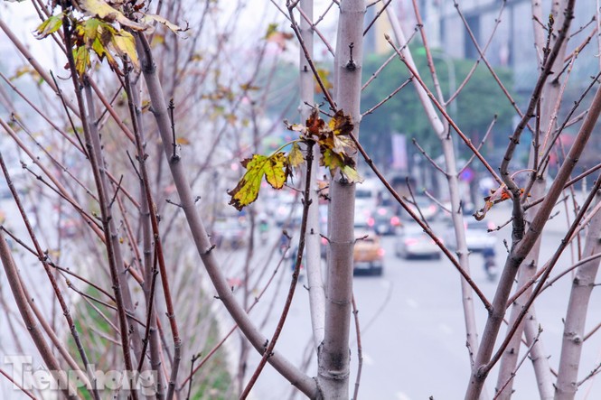 Hà Nội: Lá phong chưa kịp ngả đỏ đã úa đen - ảnh 2