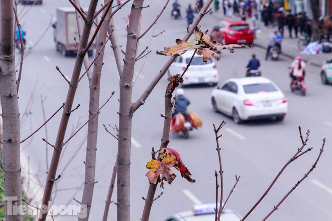 Hà Nội: Lá phong chưa kịp ngả đỏ đã úa đen - ảnh 3