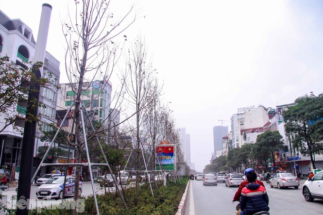 Hà Nội: Lá phong chưa kịp ngả đỏ đã úa đen - ảnh 4