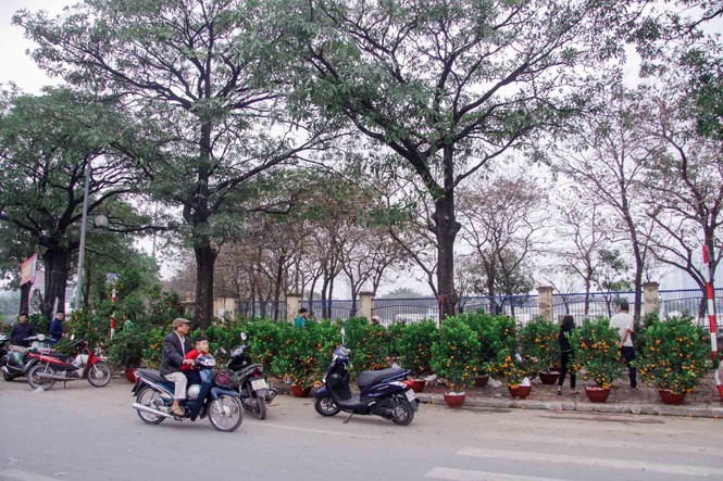 Quất, đào 'đại hạ giá' tràn ngập phố Hà Nội ngày 30 Tết - ảnh 3