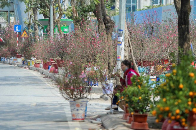 Quất, đào 'đại hạ giá' tràn ngập phố Hà Nội ngày 30 Tết - ảnh 6