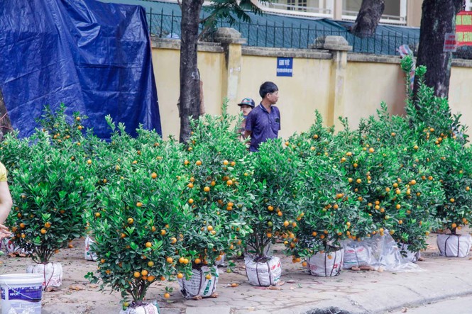 Quất, đào 'đại hạ giá' tràn ngập phố Hà Nội ngày 30 Tết - ảnh 9