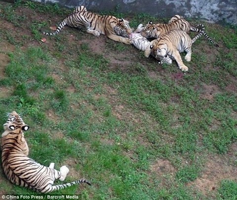 Ba hổ Siberia xâu xé hổ trắng: Sự thật buồn phía sau - ảnh 2