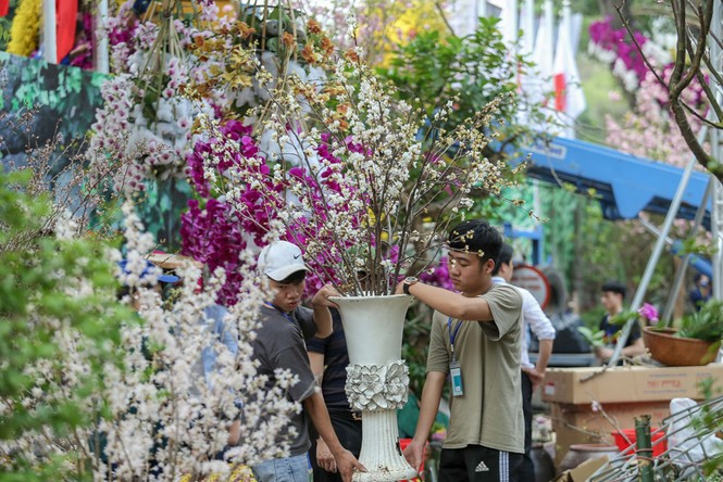 Tận mắt 'rừng' hoa anh đào từ Nhật Bản tại Hà Nội trước giờ khai mạc - ảnh 2
