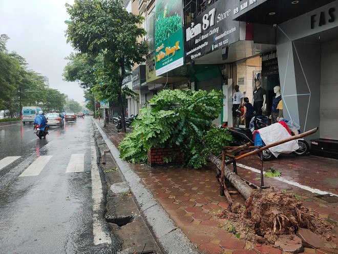 Mưa lớn, xà cừ 'đại thụ' bị quật ngã kéo theo cột điện Hà Nội - ảnh 10