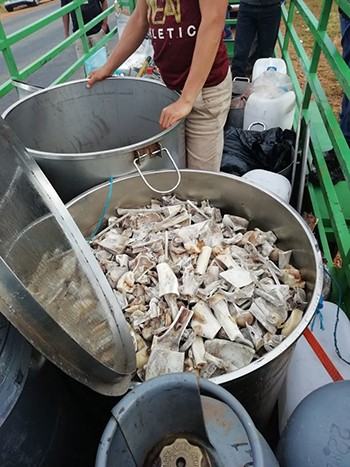 Sáu người Việt ở Nam Phi bị cáo buộc giết 40 con sư tử - ảnh 1