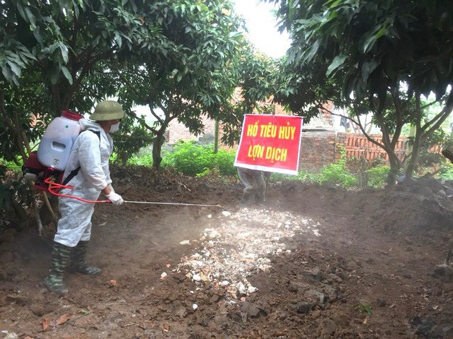 Quảng Ninh liên tiếp phát hiện 3 ổ dịch tả lợn châu Phi - ảnh 2