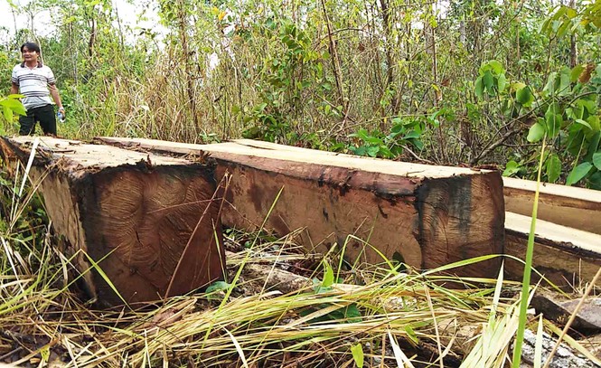 Phóng viên lại phát hiện vụ phá rừng quy mô lớn tại Gia Lai - ảnh 1