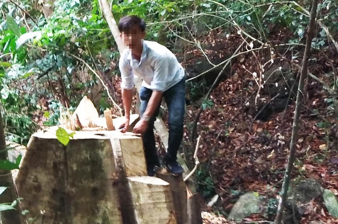 Phóng viên lại phát hiện vụ phá rừng quy mô lớn tại Gia Lai - ảnh 2