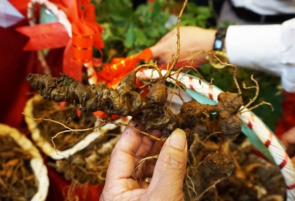Kon Tum có cửa hàng đầu tiên bán sâm Ngọc Linh - ảnh 2